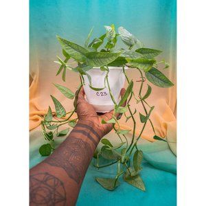 Cebu Blue Pothos 4.5" US Seller Potted RARE